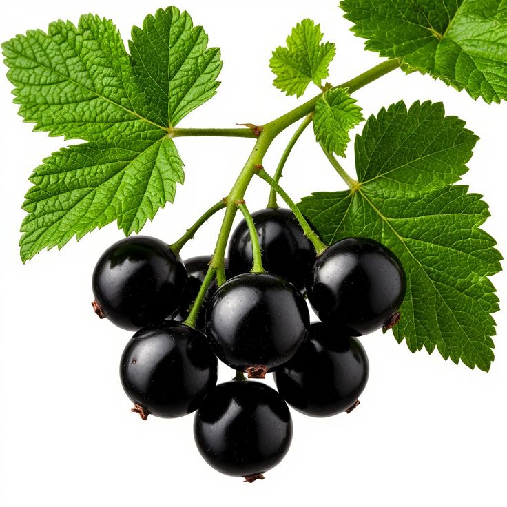 VOLZAK PARFUM  PARFUM ICONIC 100ML FEMME